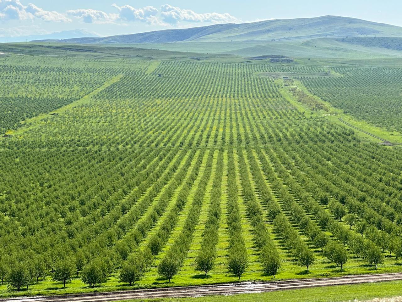 ALMONDS TO A MILLION TREES
