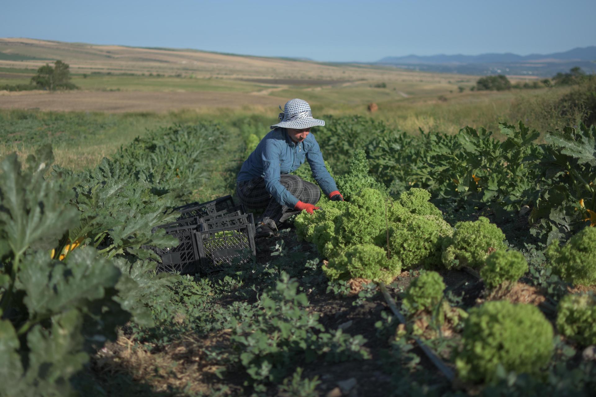 Farm to Table
